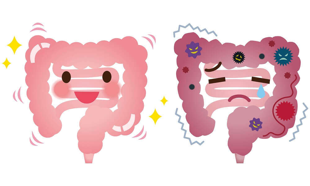 Clean Stomach and Intestines Digestive System