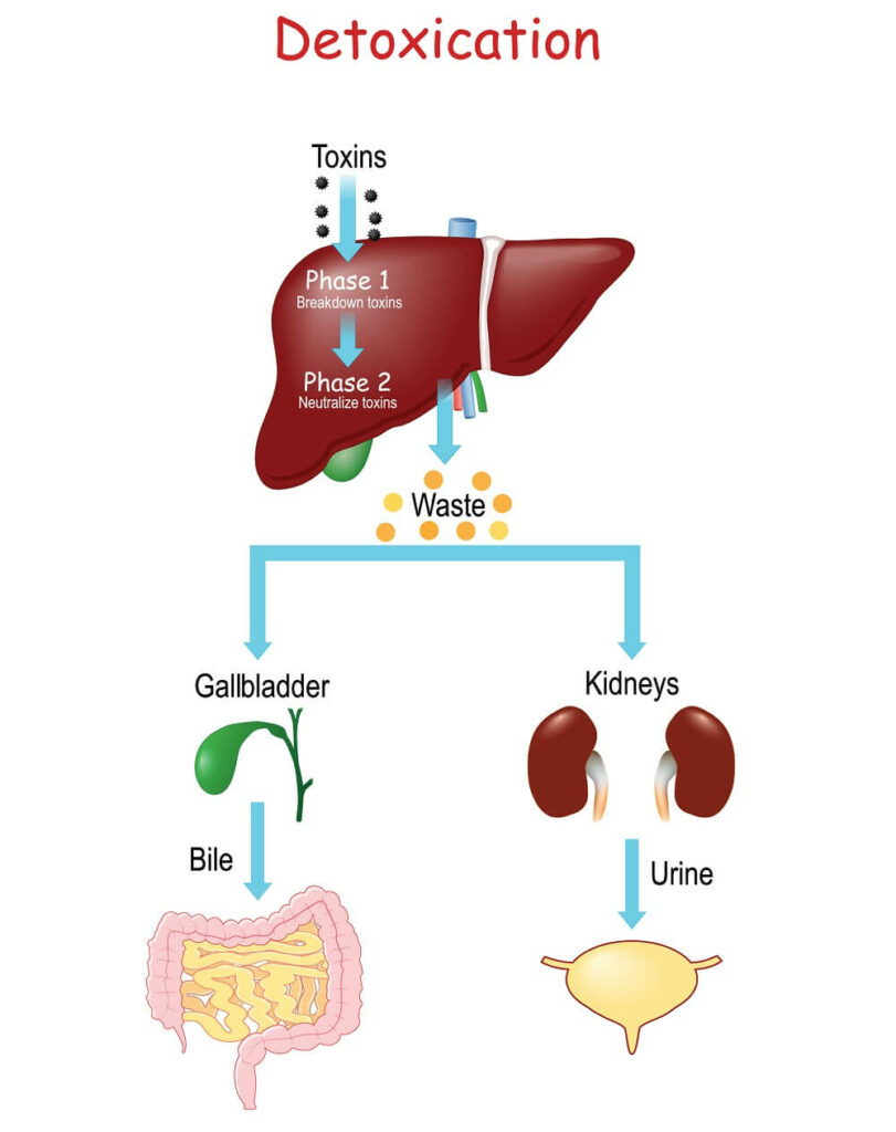 detoxification of kidney