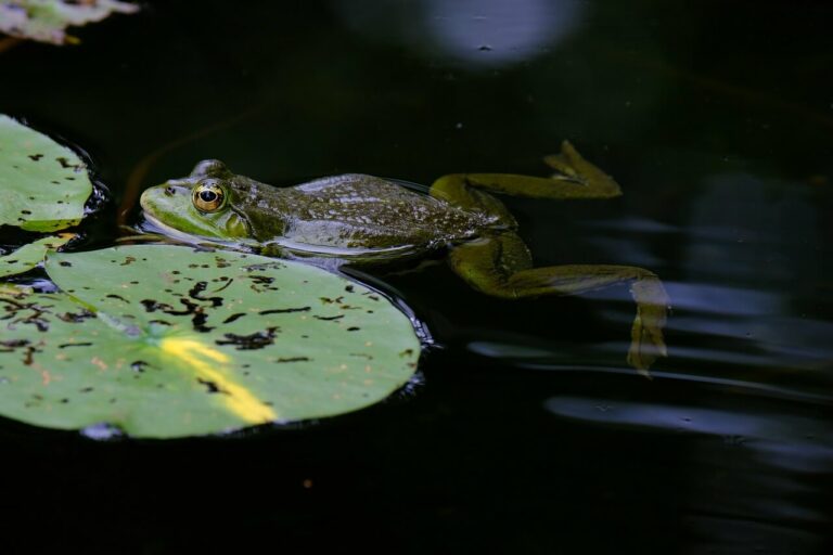 The Ultimate Guide to the Tree Frog Detox Recipe: Ancient Wisdom Meets Modern Health