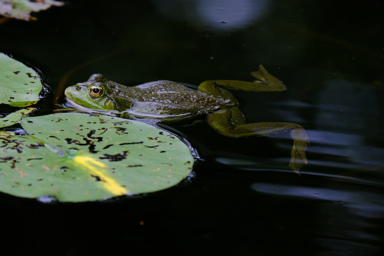 the tree frog detox