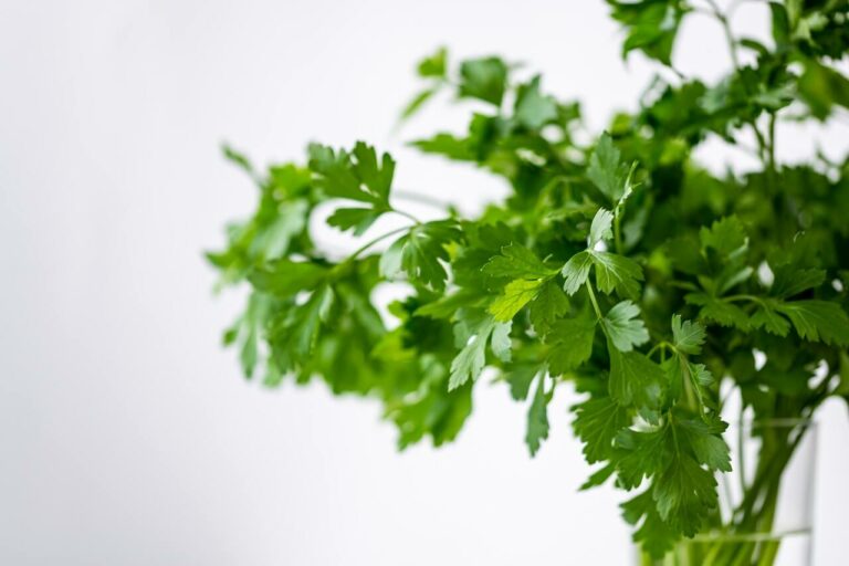 Cilantro Water