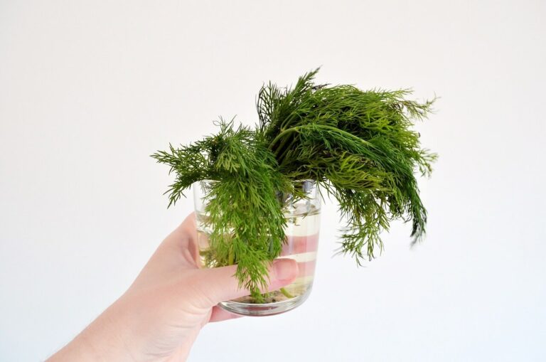 Dill Water for Newborns: Benefits and Recipe