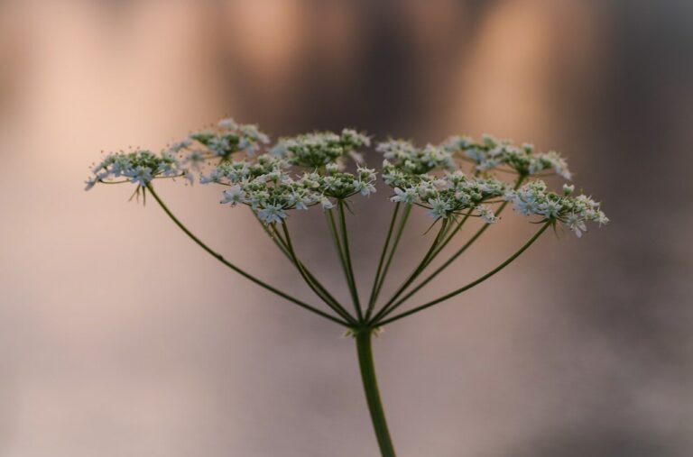 Fennel Water