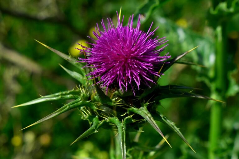 How to Perform a Milk Thistle Liver Detox: Step-By-Step Guide