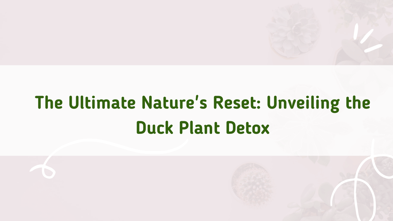 The Duck Flower Detox - Everything You need to know - Uses